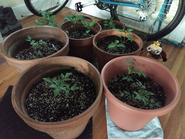 The plants inside this morning